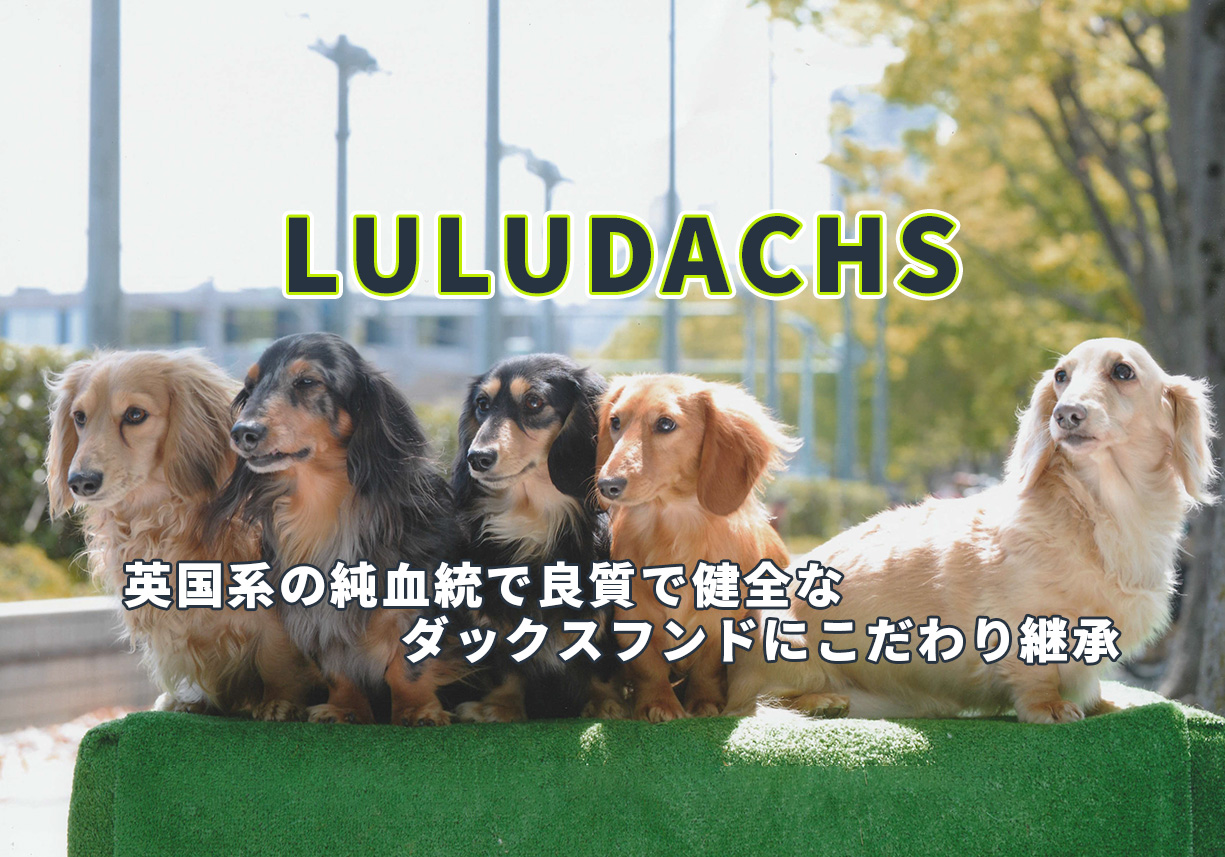 埼玉県吉見町、LULUDACHS、ミニチュアダックスフンド専門犬舎